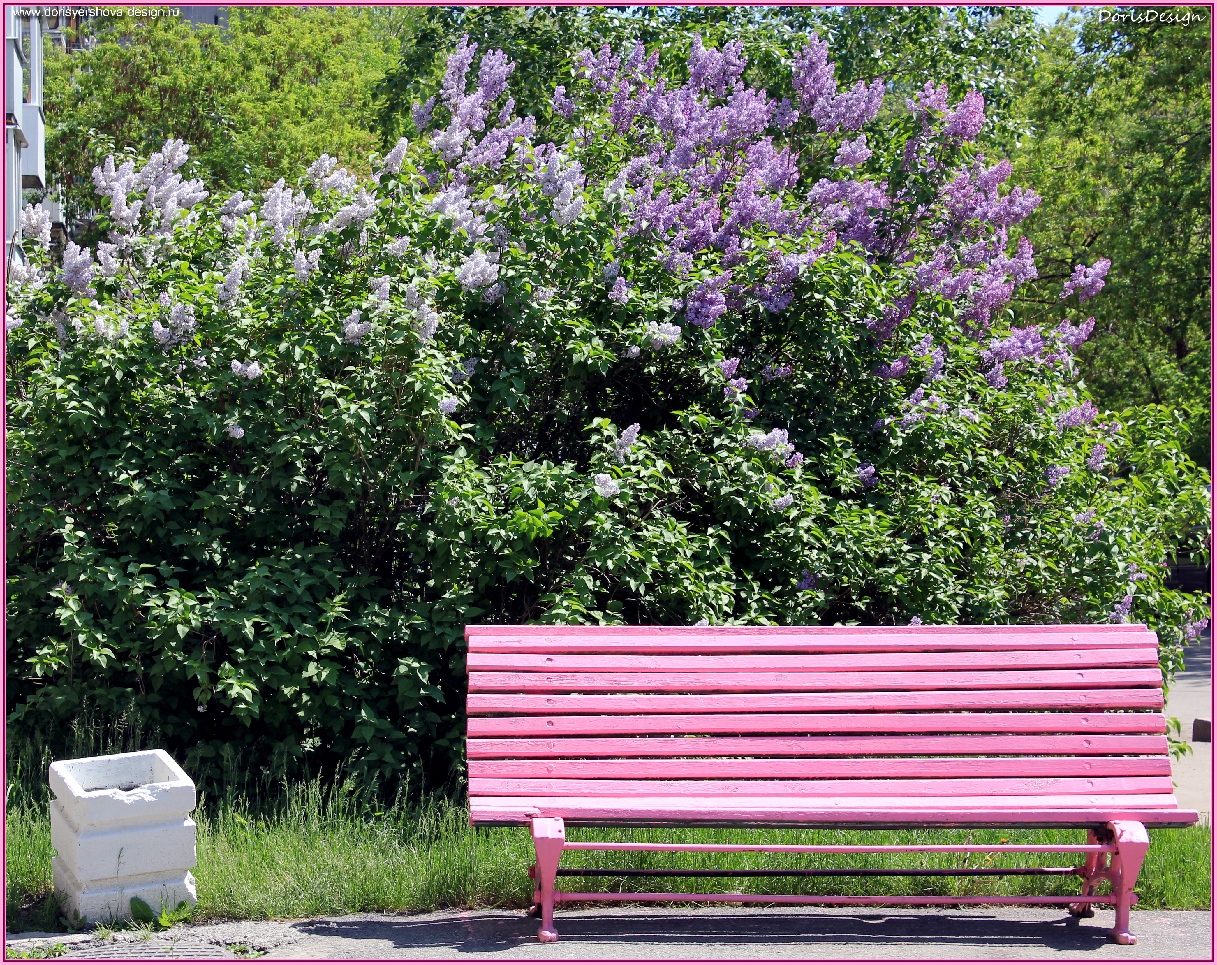 Розовая скамейка для розовой мечты:) Фото - © Дорис Ершова