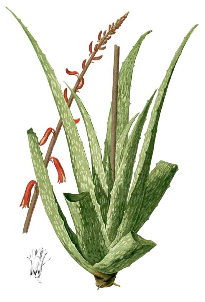 Aloe_sp