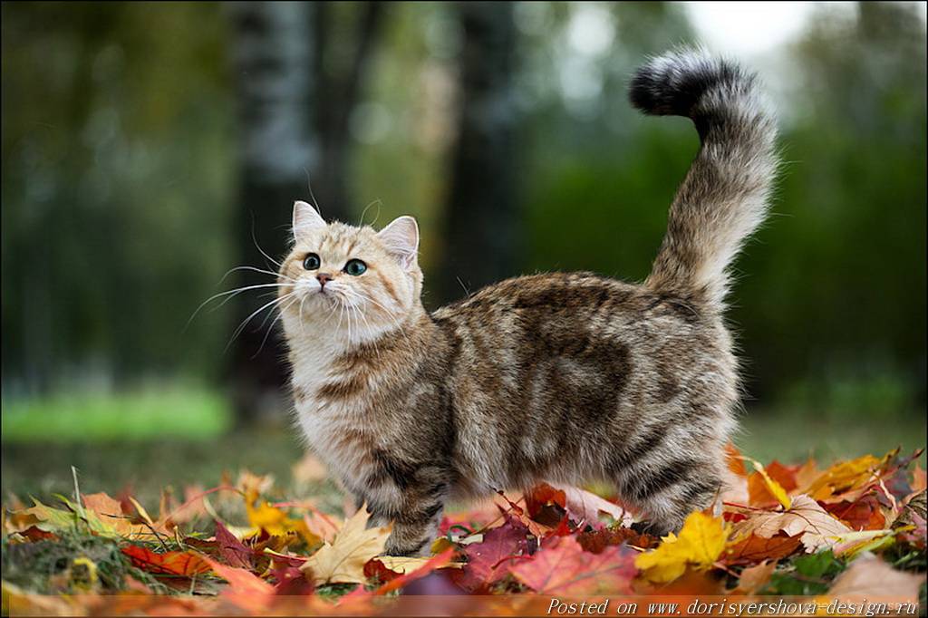кошка, листья, осень